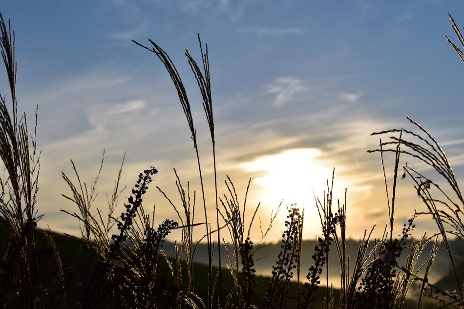 Grasses Nature Landscape