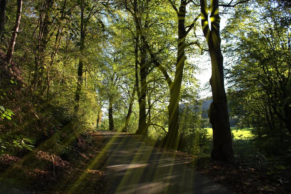 green bush with trees and sunbeams