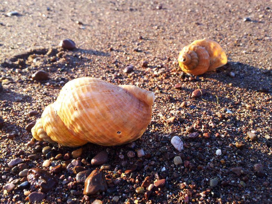 bright shells on a sandy beach