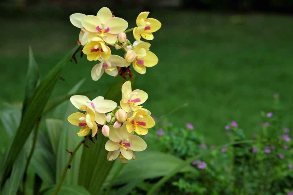 Flowers Orchids Phu
