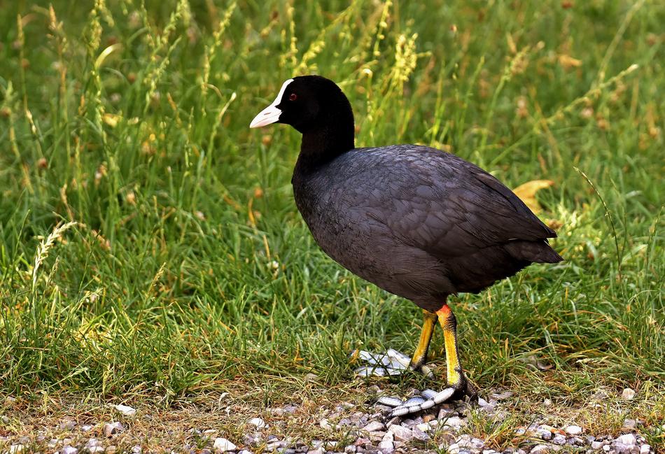 Coot Animal World