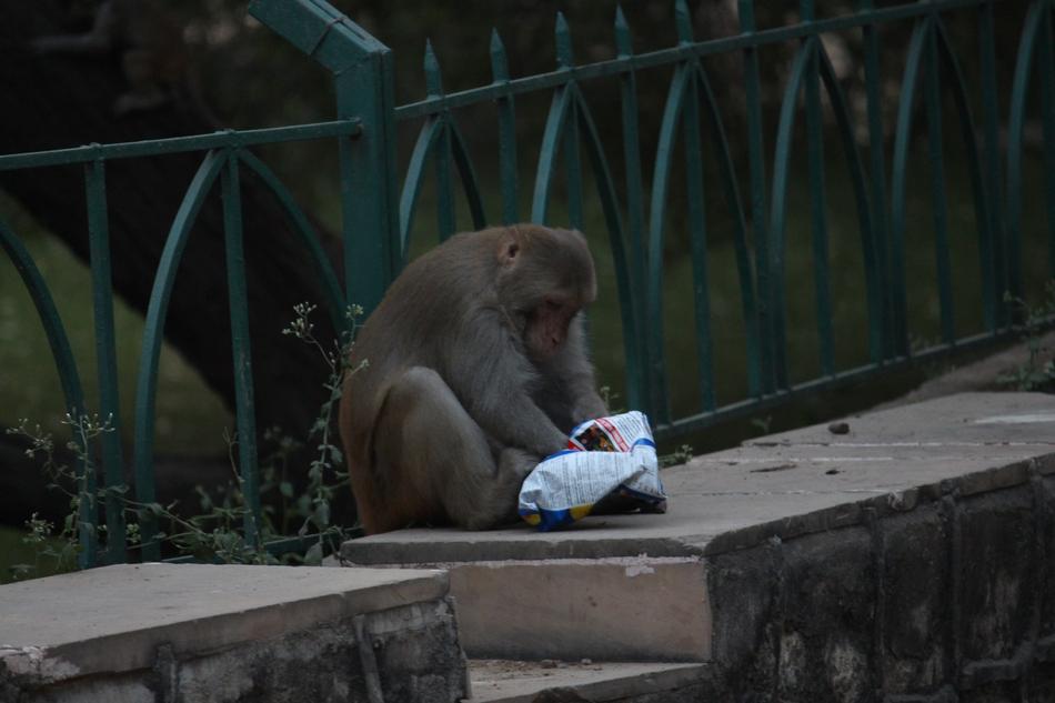 cute monkey sits