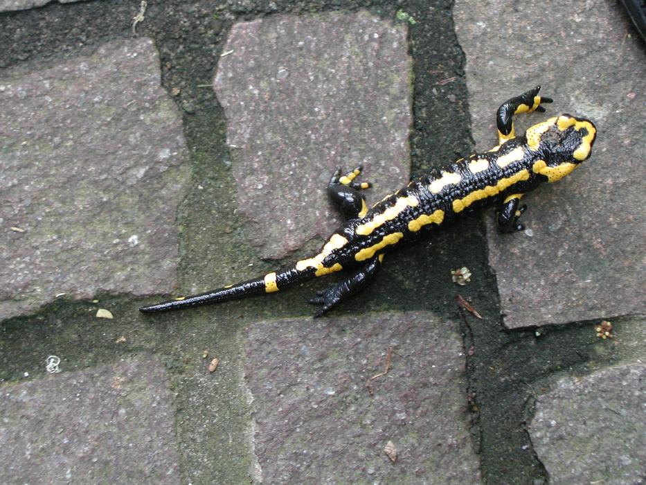 lizard crawling on the road