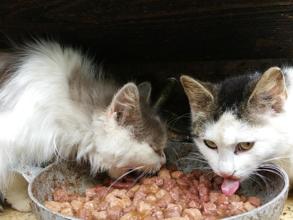 Cat Eat Mieze