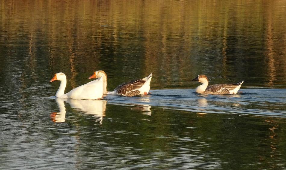 Goose Duck Domestic Water