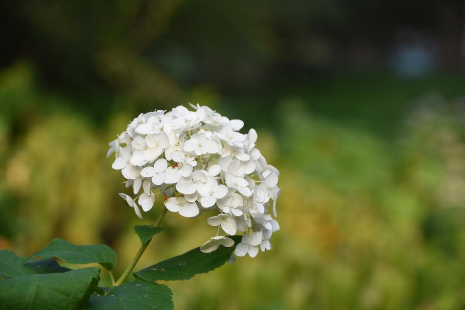 Hydrangea Viburnum Flower