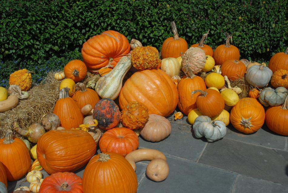 Fresh orange pumpkins