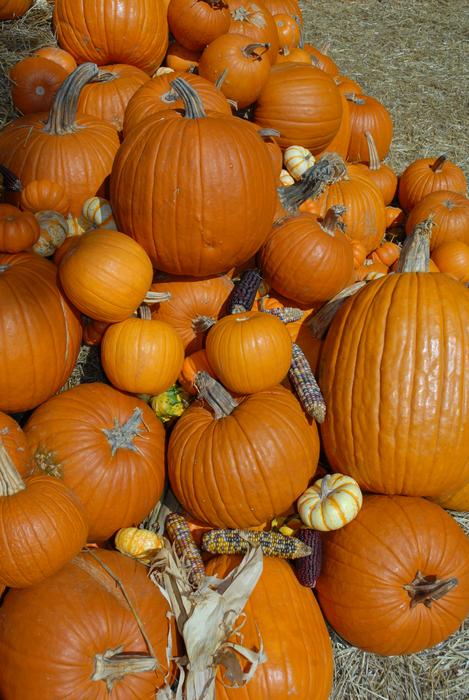 fall holiday pumpkins
