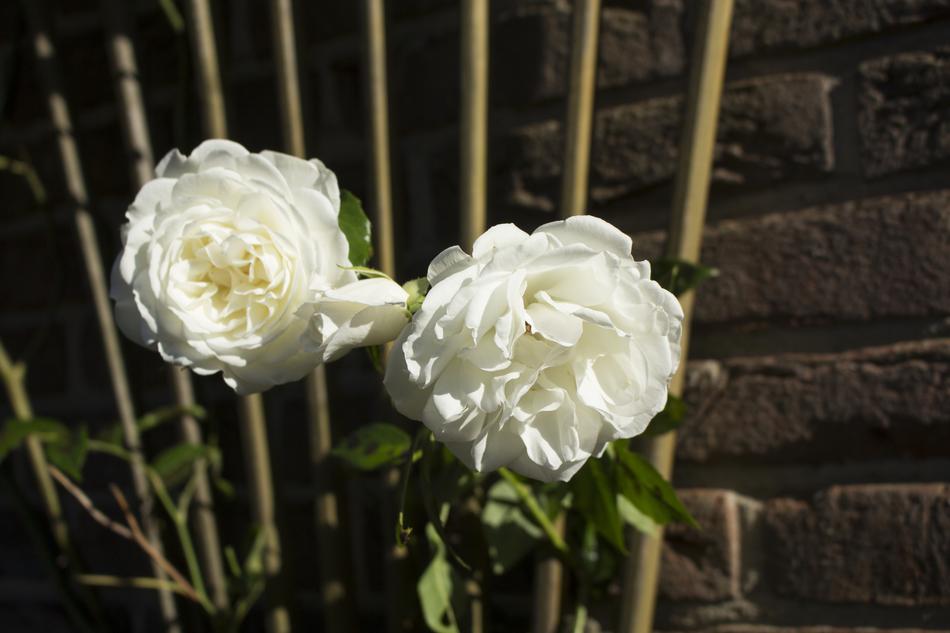Rose Nature Way Of The Roses