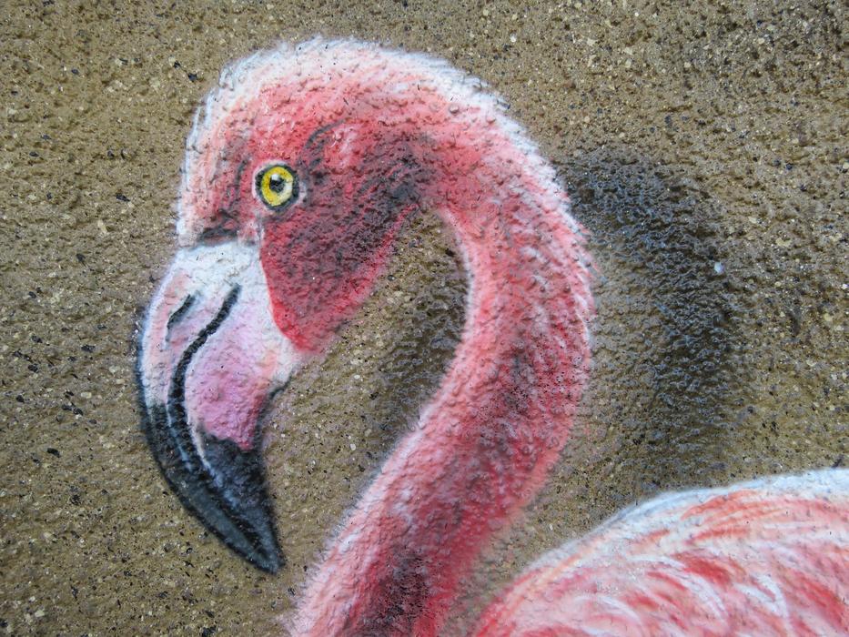 Flamingo, realistic graffiti on Wall
