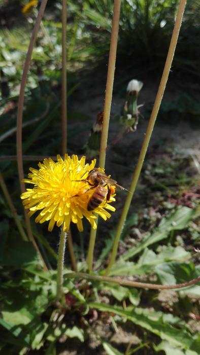 insect on a yellow flower