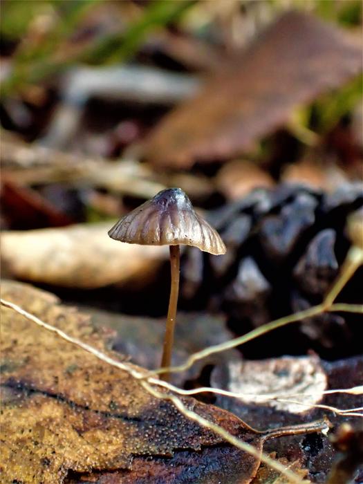 cute little mushroom