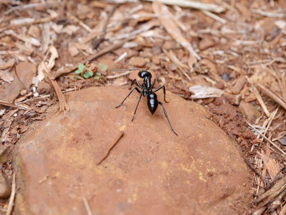 tiger ant in iguazu nature park