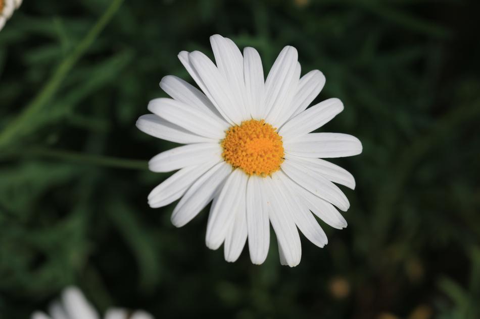 a big daisy in the green grass