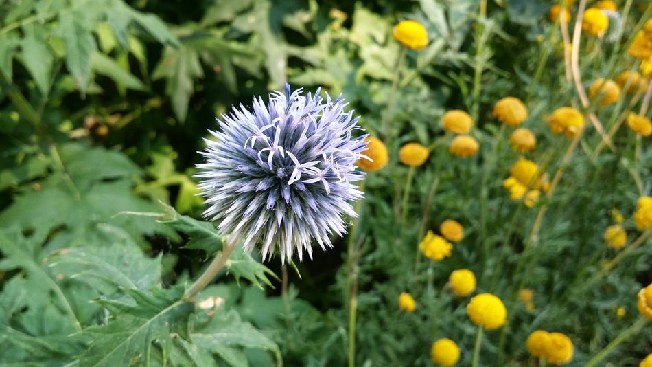 spiny flower in the garden