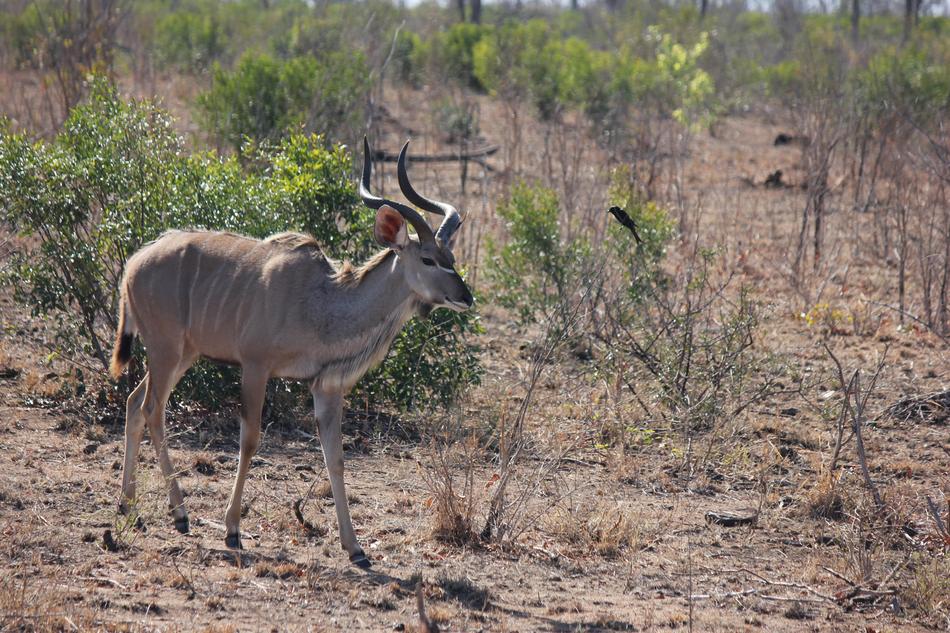 Kudu Bull Male