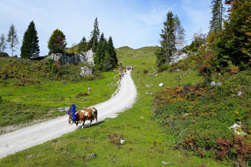 Alm Austria Wilder