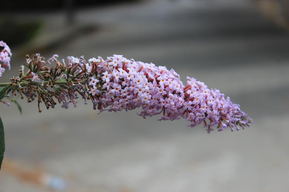 garden pink flower