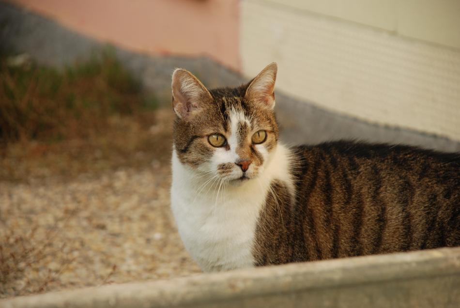 Cat Domestic Pet