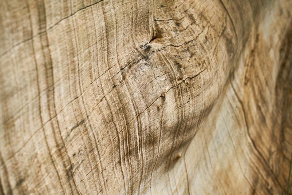 Brown Tree texture