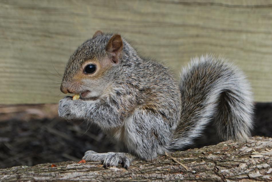 Squirrel Eating Wildlife