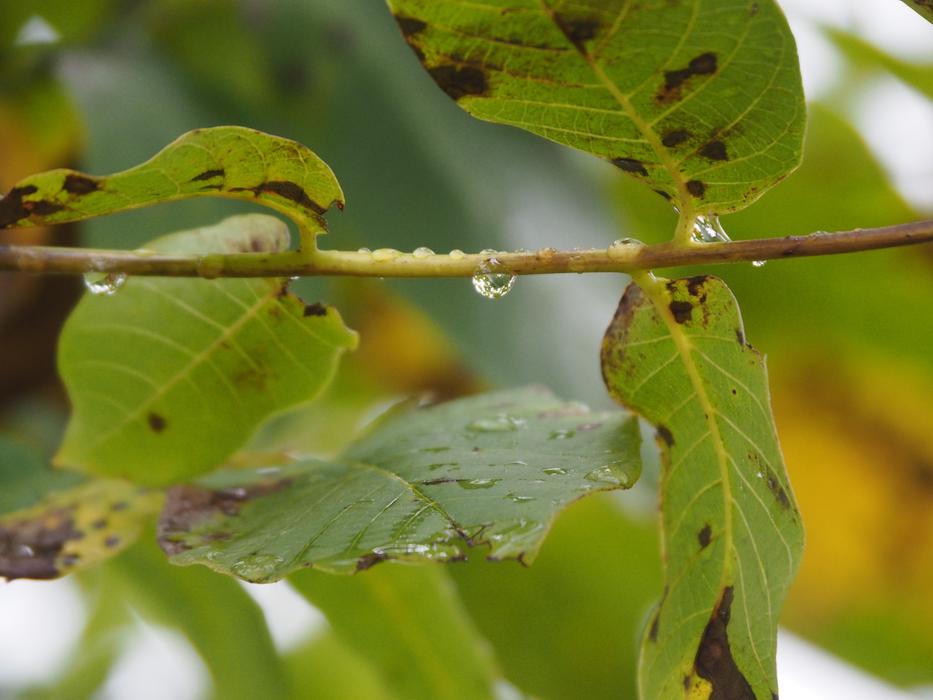 raindrops on a green tree branch