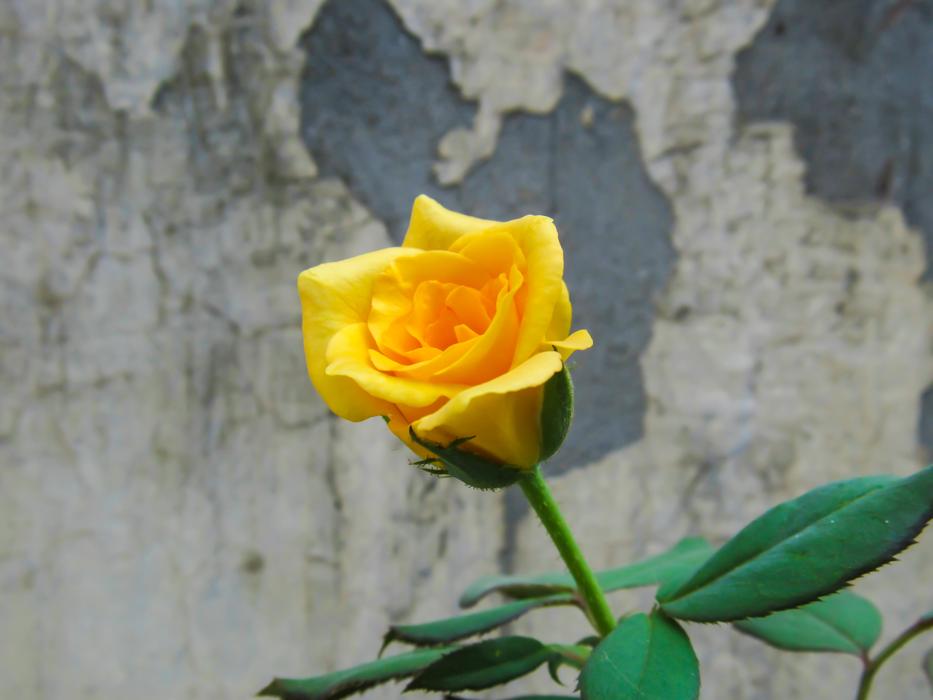 yellow flower at Anniversary Background