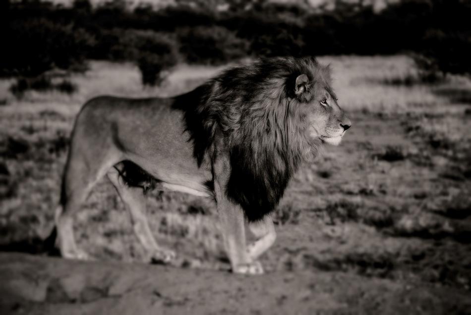 Lion Black White Africa