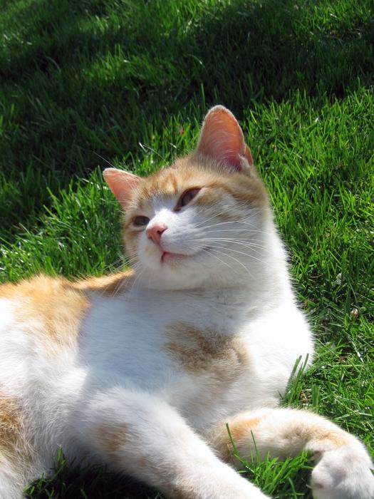 Cat Tomcat Breather