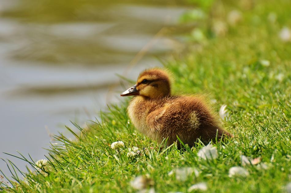 Chicks Ducklings Mallard