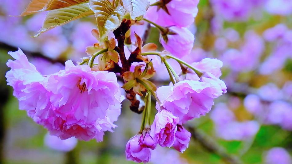 Tree Blooming Flower