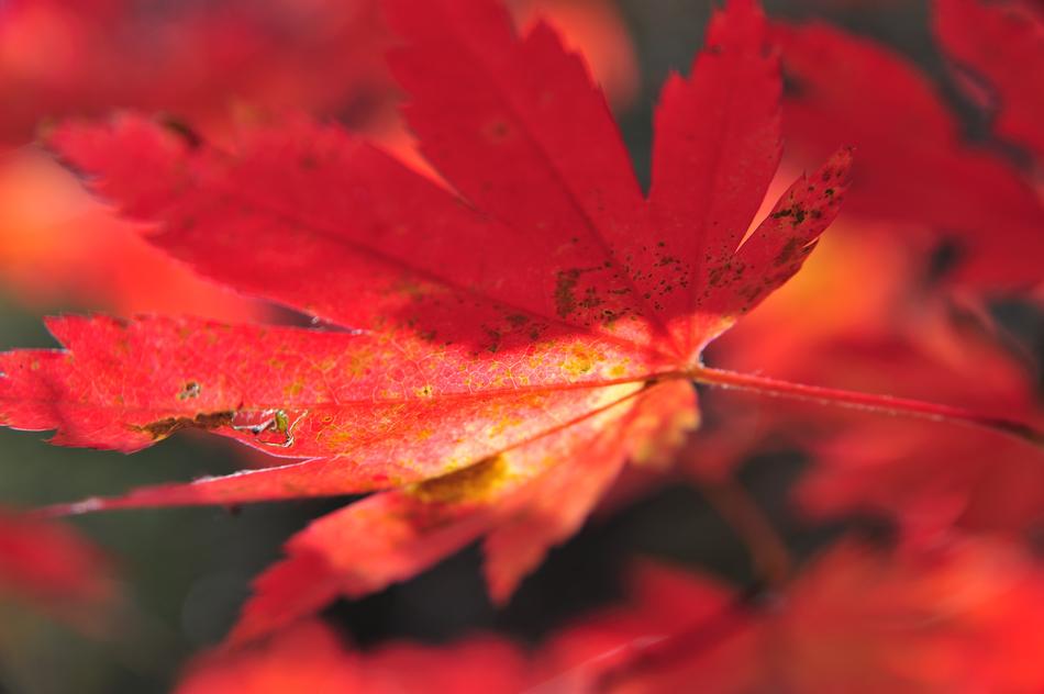 autumn leaves on the derve