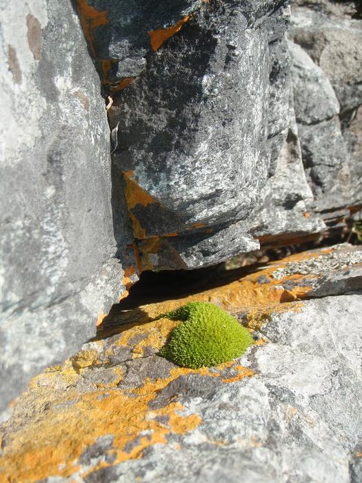 green moss on the rocks