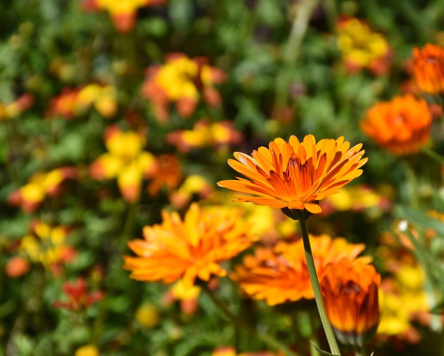 orange flowers background