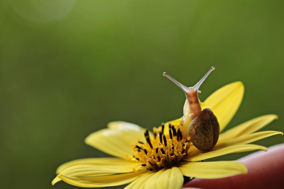 snail in yellow flower