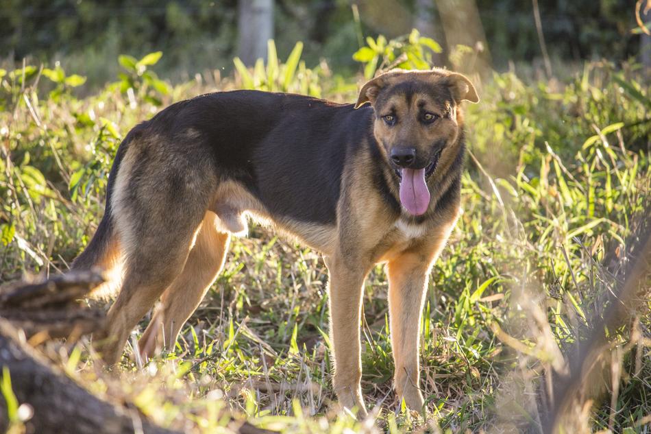 Dog German Shepherd Animals