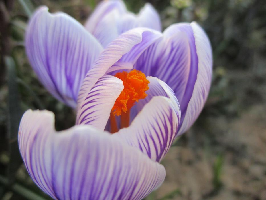 purple flower near the house