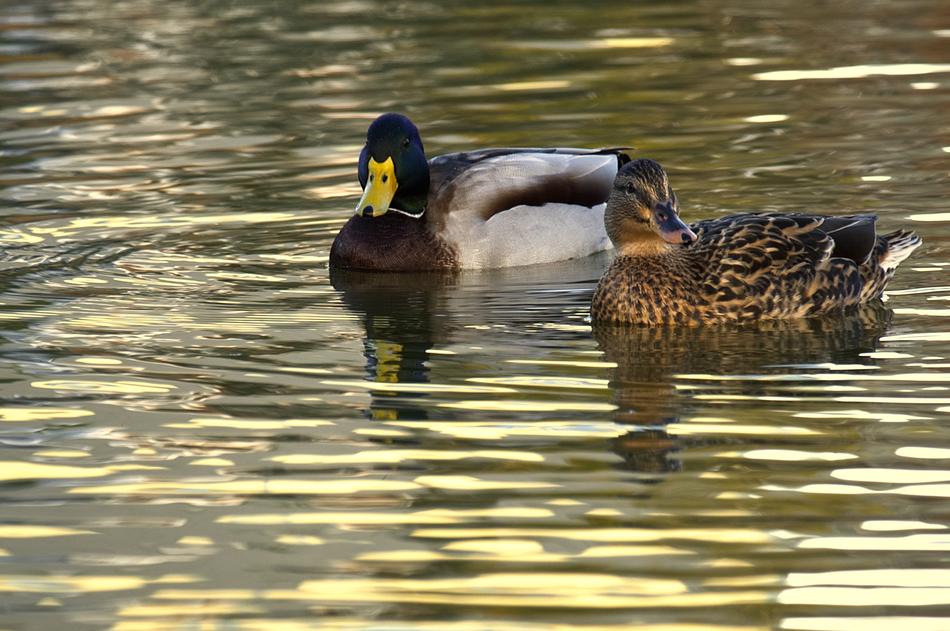a couple of ducks in the lake