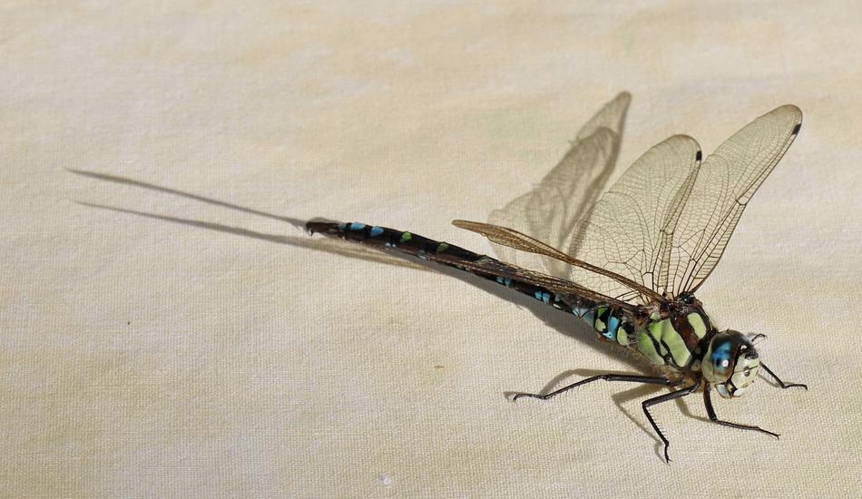 Dragonfly Nature Animal