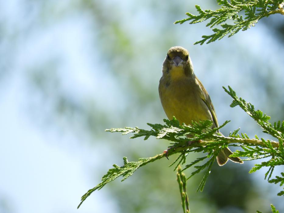 Bird Garden Branch