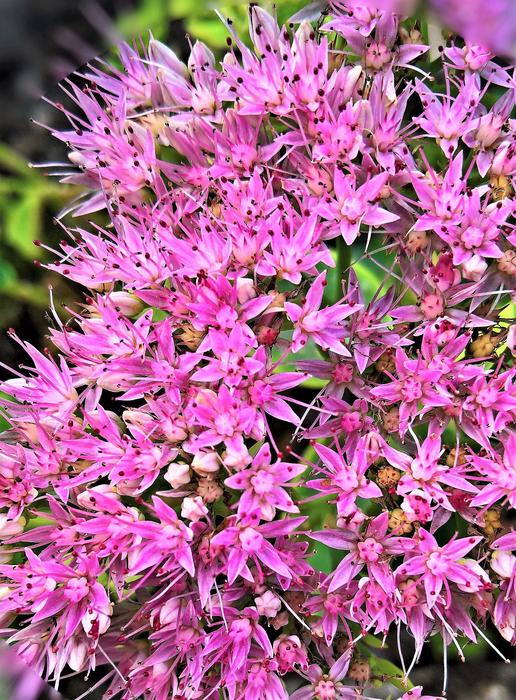 pink flowers on the trees