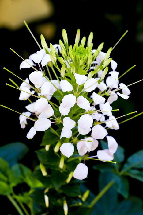 Flower Nice