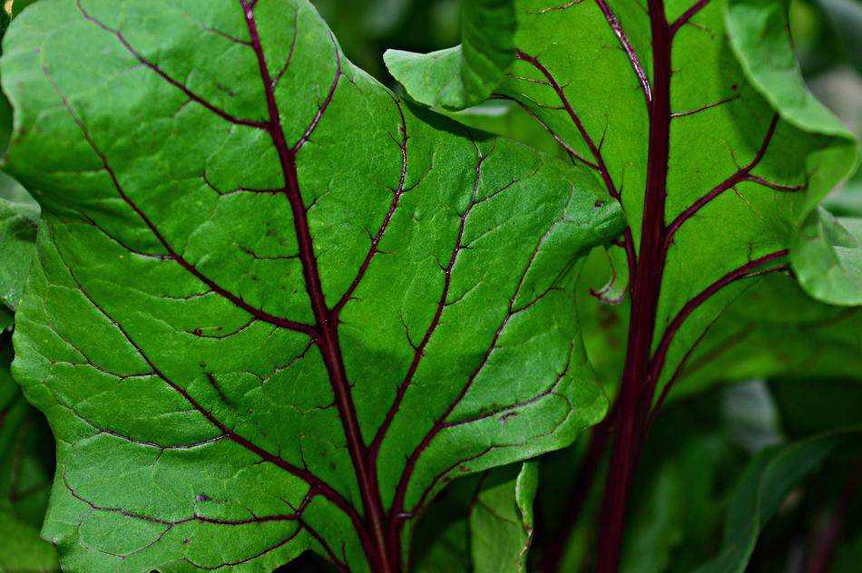 green leaves are big in the garden