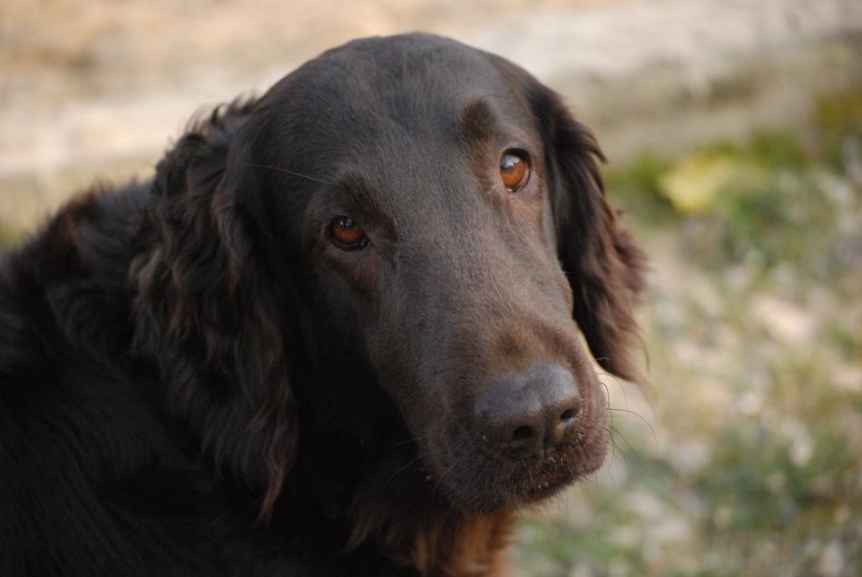Dog Domestic Pet