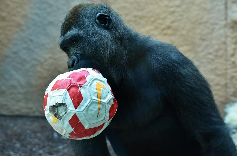 Gorilla Monkey Play