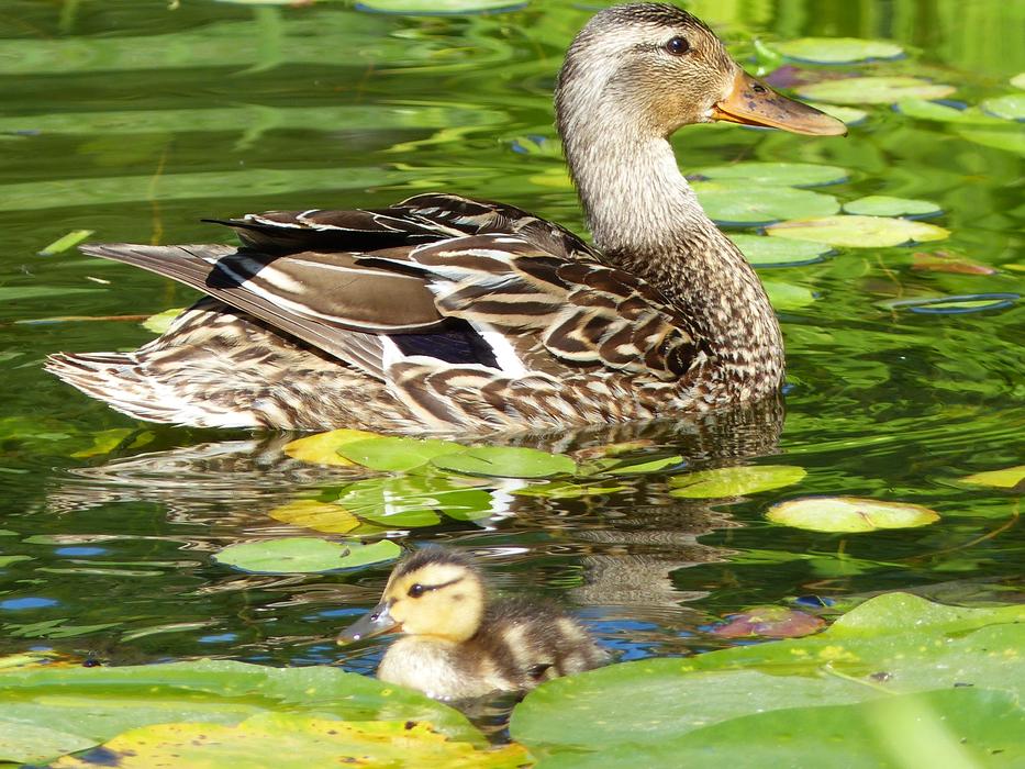 duck with her baby in the lake