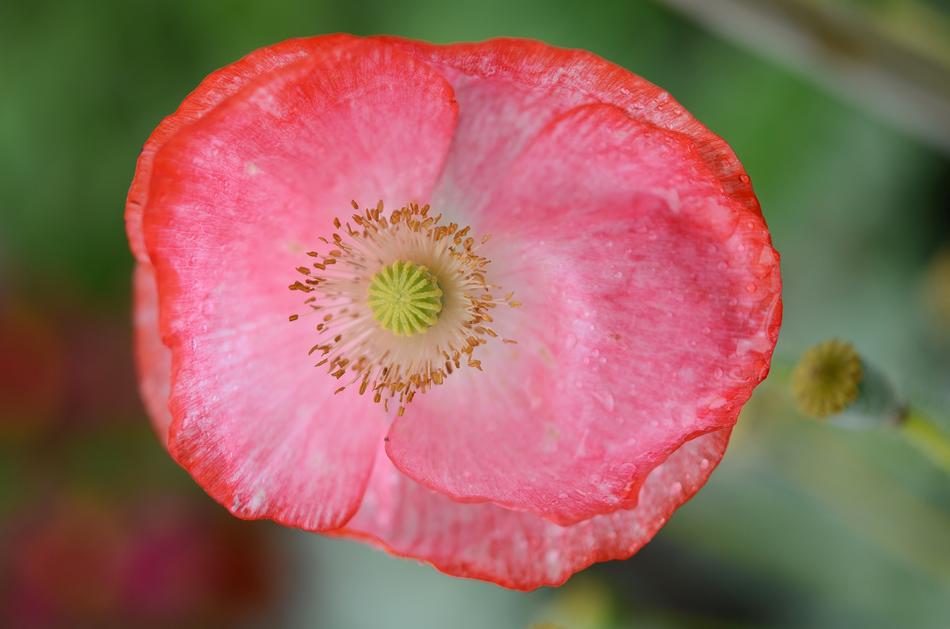 Poppy Flower Natur