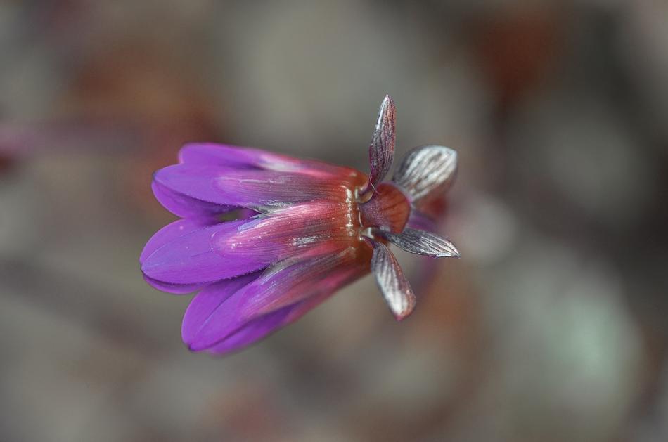 spring bloom in the garden