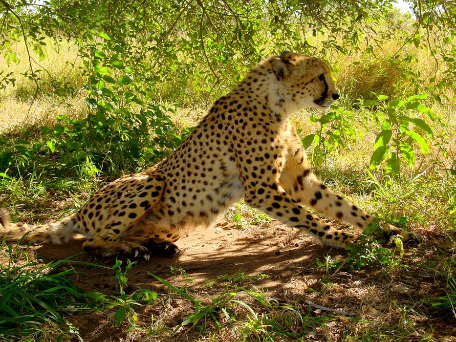 Cheetah Big Cat Predator