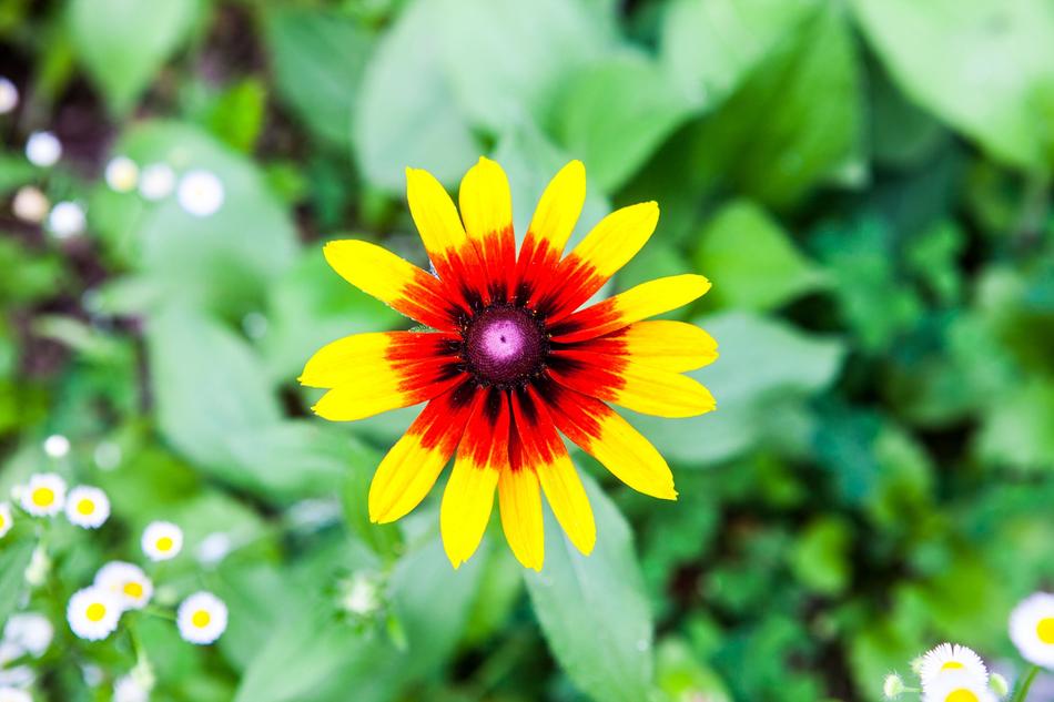 garden flower top view